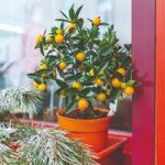 Fruiting Orange Bush