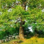 Truffle Tree – Oak