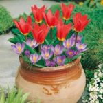 Plant-O-Tray Patio Pre-planted Bulbs – Tulip and Crocus