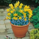 Plant-O-Tray Patio Pre-planted Bulbs – Narcissus and Scilla