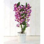 Orchid ‘Star Class Lilac’ – Gift