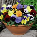 Pansy Plants –  Most Scented Mix