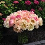 Peony Plant – Coral Sunset