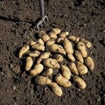 Potato –  Belle De Fontenay