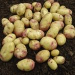 Potato Carolus