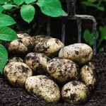 Seed Potatoes Organic Orla 1kg