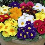 Primrose Plants -Worlds Most Scented Mix