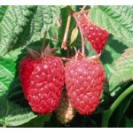 Raspberry – Cascade Delight