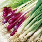 Onion (Salad) Seeds – Red & White Mix