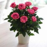 RosAroma? Scented Rose ‘Bright Pink’ – Gift