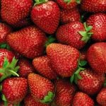 Strawberry Plants – Elsanta