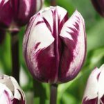 Tulip Blueberry Ripple