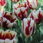 Tulip Carnival de Nice