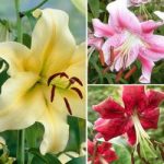 Tree Lily Bulbs – Collection