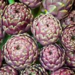 Seeds for Pollinators – Purple De Provence