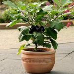 Aubergine Patio Plant – Patio Baby