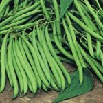 Bean (Climbing French) Plants – Cobra