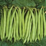 Bean Dwarf French (Organic) Seeds – Speedy