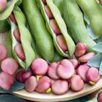 Bean (Broad) Seeds – Karmazyn