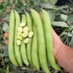 Bean Broad Plants – Luz de Otono