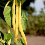 Bean Climbing French (Organic) Seeds – Neckargold