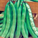 Broad Bean (Organic) Seeds – Super Aguadulce