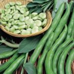 Bean (Broad) Plants – Aquadulce Claudia