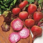 Beetroot Seeds – Chioggia