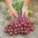 Beetroot Seeds – F1 Action