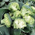 Broccoli Seeds – F1 Stromboli