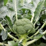 Broccoli Plants – Monclano