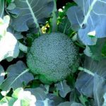Broccoli Seeds – Gemini F1