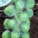 Brussels Sprout (Organic) Seeds – F1 Doric