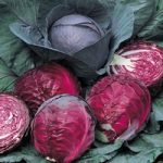 Cabbage Seeds – Red Drumhead
