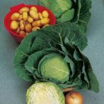 Cabbage Seeds – Golden Acre Primo (11)