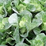 Cabbage Seeds – F1 Winterjewel