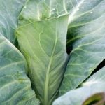 Cabbage Plants – Pointed Continuity Duo Pack