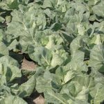 Cabbage Plants – Regency