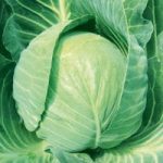 Cabbage Seeds – F1 Mozart