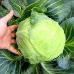 Cabbage Plants – Round Continuity Collection