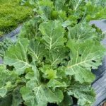 Cabbage (Collard) Seeds – F1 Sweetie