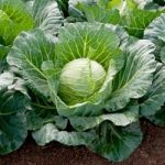 Cabbage Seeds – F1 Sunta