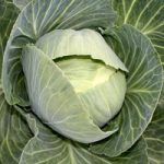 Cabbage (Organic) Seeds – Drago F1