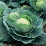 Cabbage Seeds – F1 Kilazol