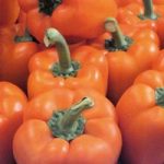 Pepper Grafted Plant – F1 Milena