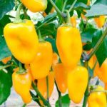 Pepper Sweet Seeds – Midas