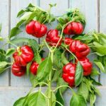 Pepper Sweet Grafted Plants – F1 Gogorez