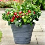 Patio Vegetable Plants – Collection