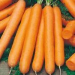 Carrot Seeds – F1 Maestro