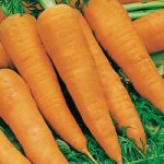 Carrot (Organic) Seeds – Autumn King 2
